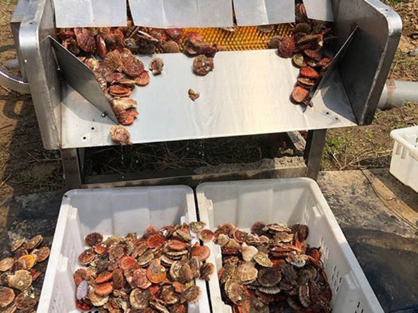海蠣子清洗機投入使用